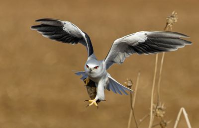 Black-winged kite