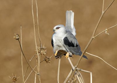 Black-winged kite