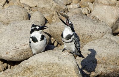 Pied Kingfisher