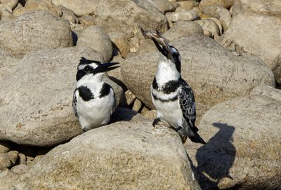 Pied Kingfisher