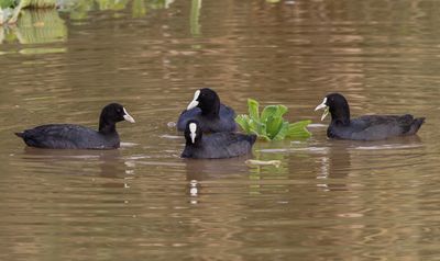 Common Coot