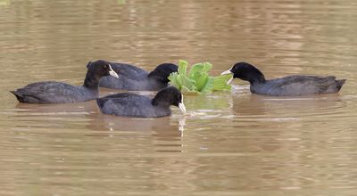 Common Coot