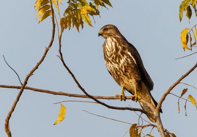 Common Buzzard