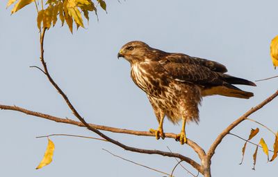 Common Buzzard