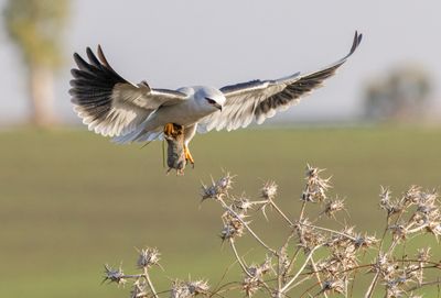 Black-winged kite