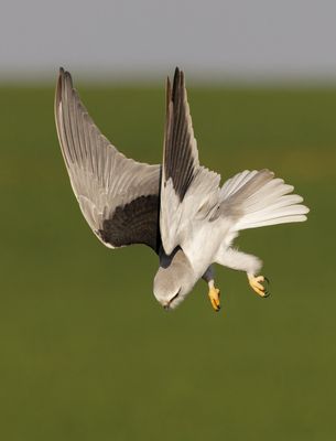 Black-winged kite