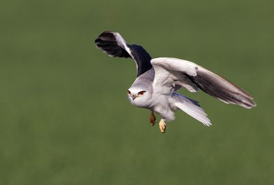 Black-winged kite