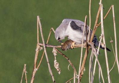 Black-winged kite