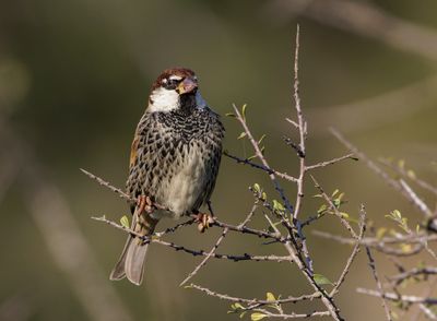 Spanish Sparrow