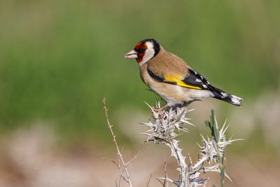 Goldfinch