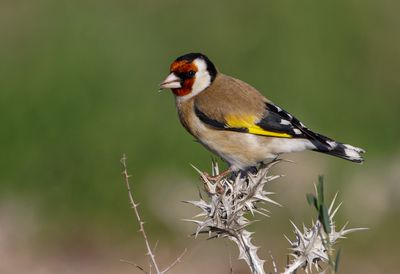 Goldfinch