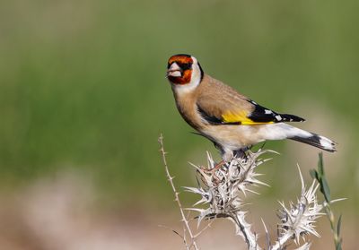Goldfinch