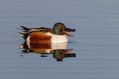 Northern Shoveler