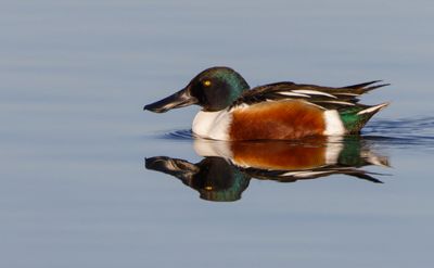 Northern Shoveler