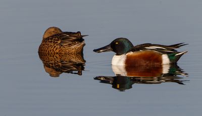 Northern Shoveler