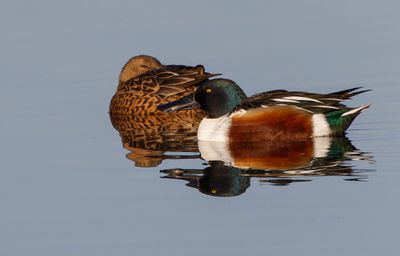 Northern Shoveler