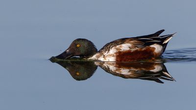 Northern Shoveler