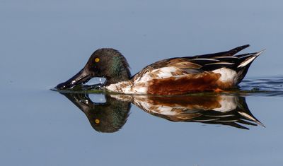 Northern Shoveler