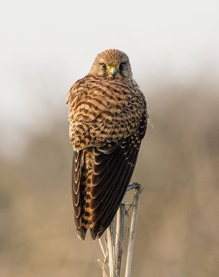 Common Kestrel