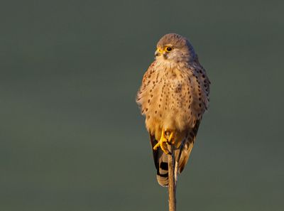 Common Kestrel