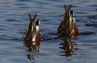 Northern Shoveler