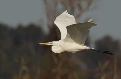 Great Egret