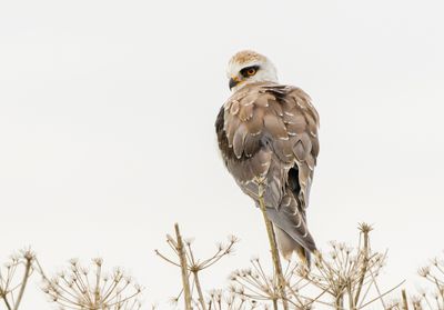 Black-winged kite