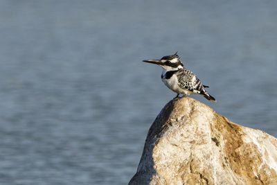 Pied Kingfisher