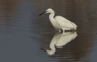 Little Egret