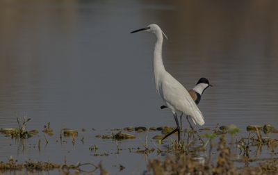 Little Egret