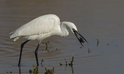 Little Egret