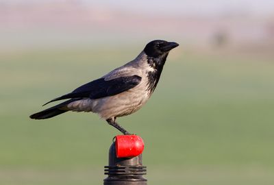 Hooded Crow