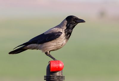 Hooded Crow    עורב אפור