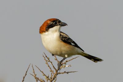 Woodchat Shrike