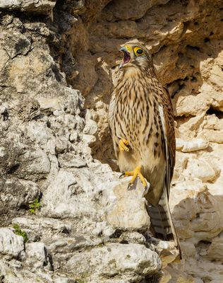 Common Kestrel