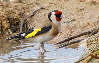 Goldfinch