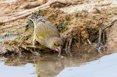 Greenfinch