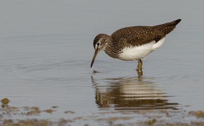 Green Sandpiper
