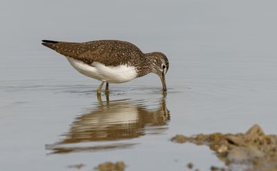 Green Sandpiper
