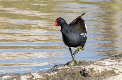 Moorhen