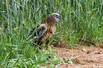 Marsh Harrier