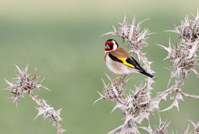 Goldfinch