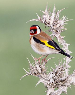 Goldfinch  חוחית