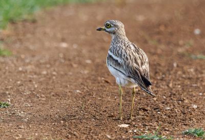 Stone curlew