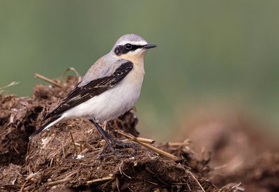 Northern Wheatear
