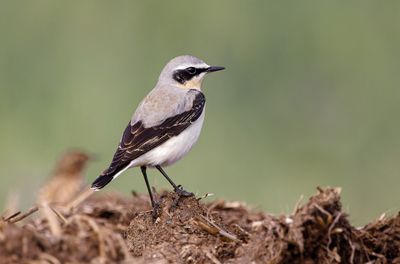 Northern Wheatear