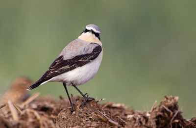 Northern Wheatear