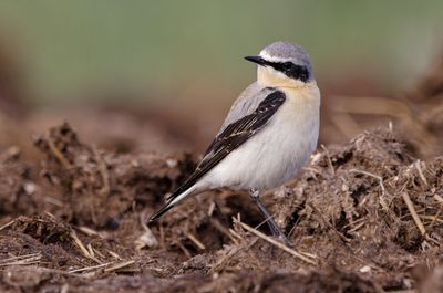 Northern Wheatear