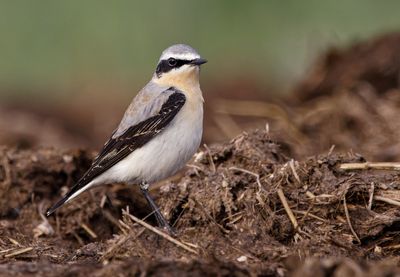 Northern Wheatear