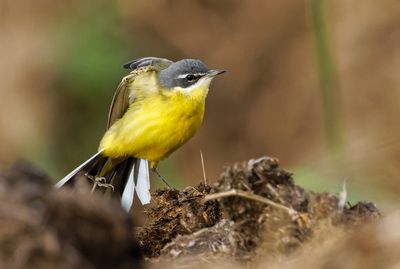 Yellow Wagtail